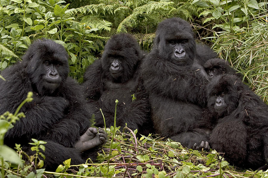 1 Day Gorilla Trekking Rwanda