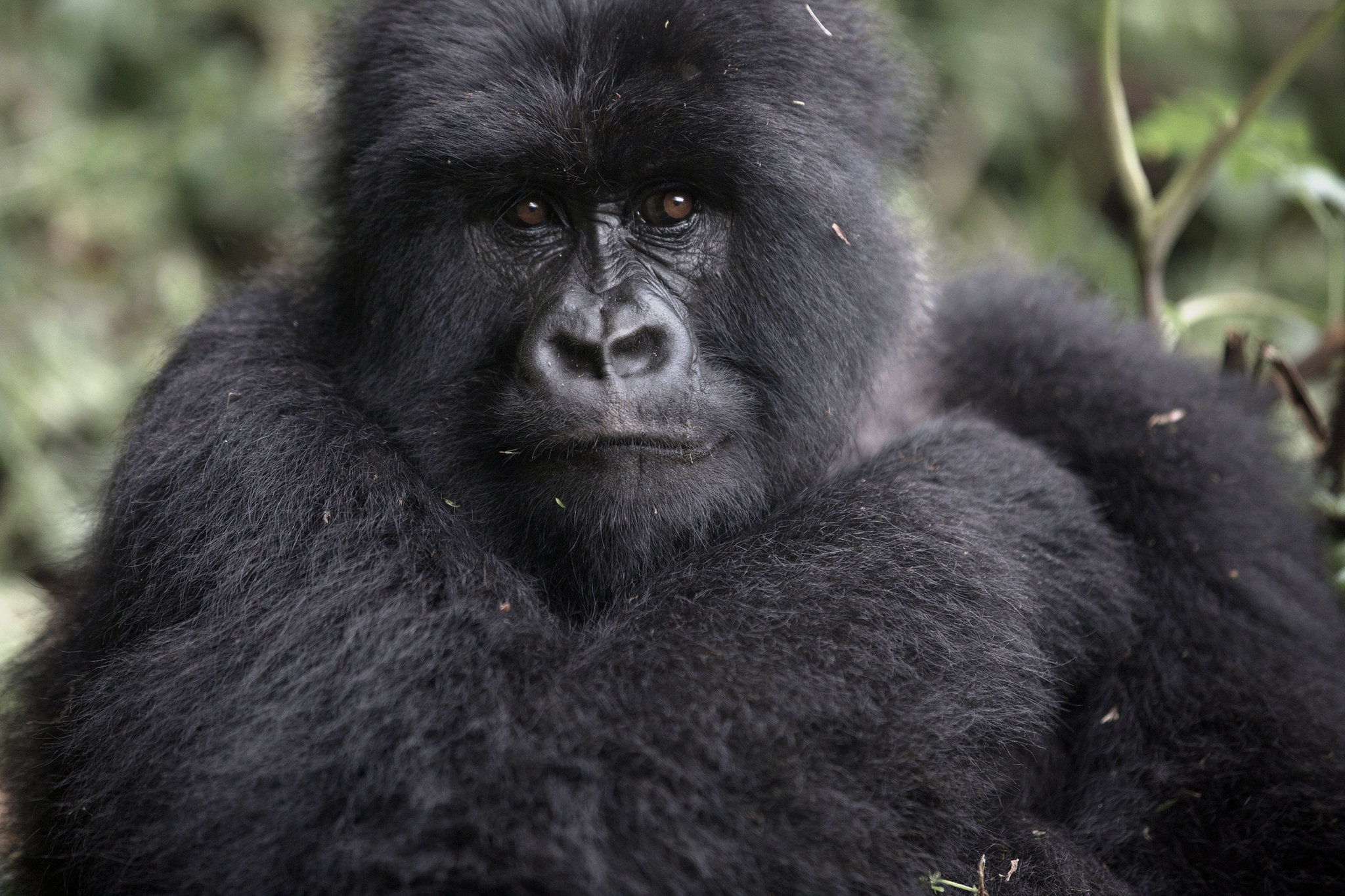 3 Days Rwanda Gorillas and Golden Monkey Trekking Tour