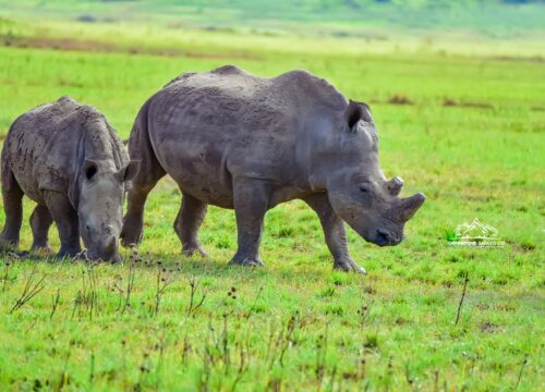 2 Days Akagera National Park, Wildlife Safaris & Boat Cruise.