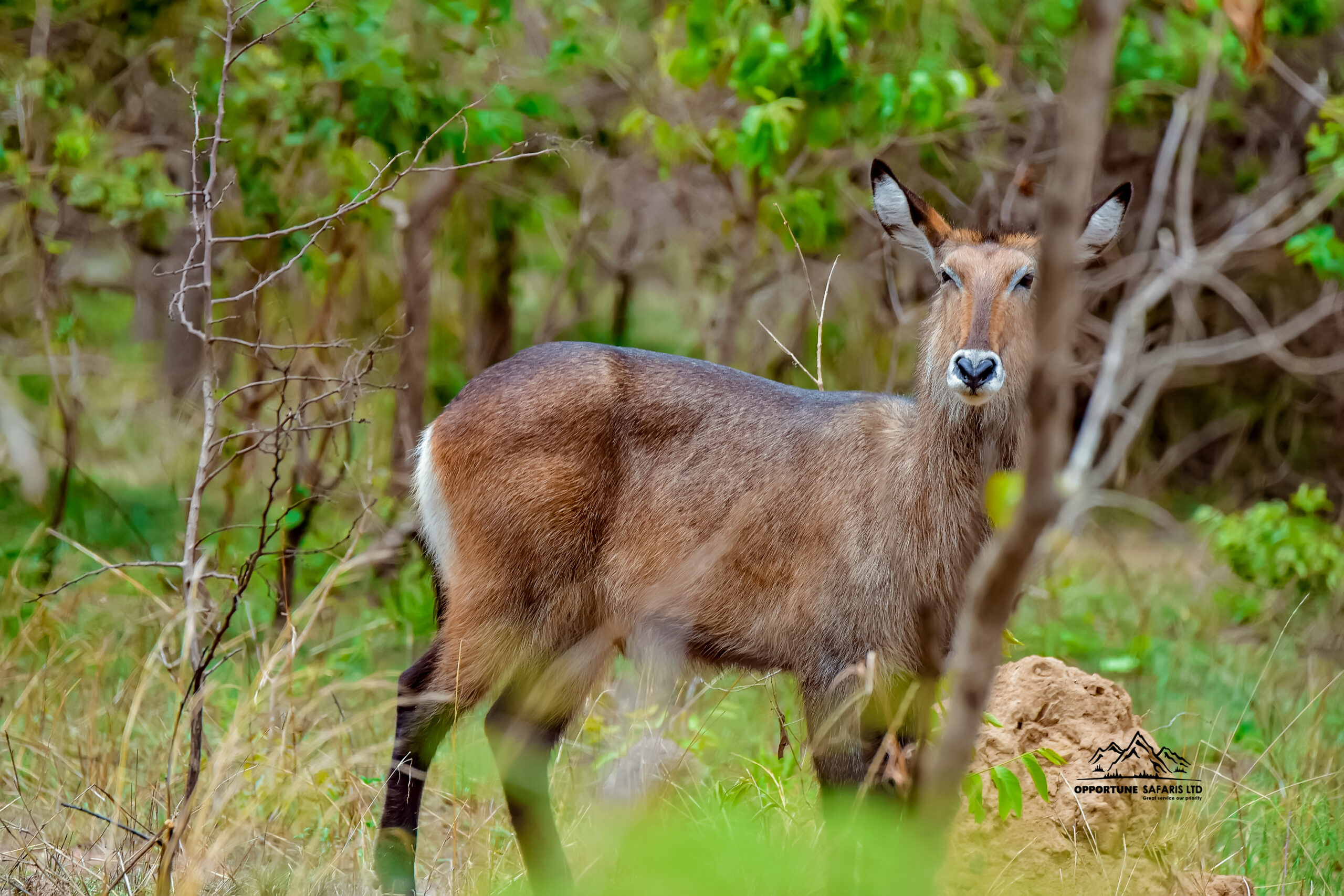 9 Days Rwanda's wildlife safaris, Gorilla tours, Chimpanzee and primate trekking.