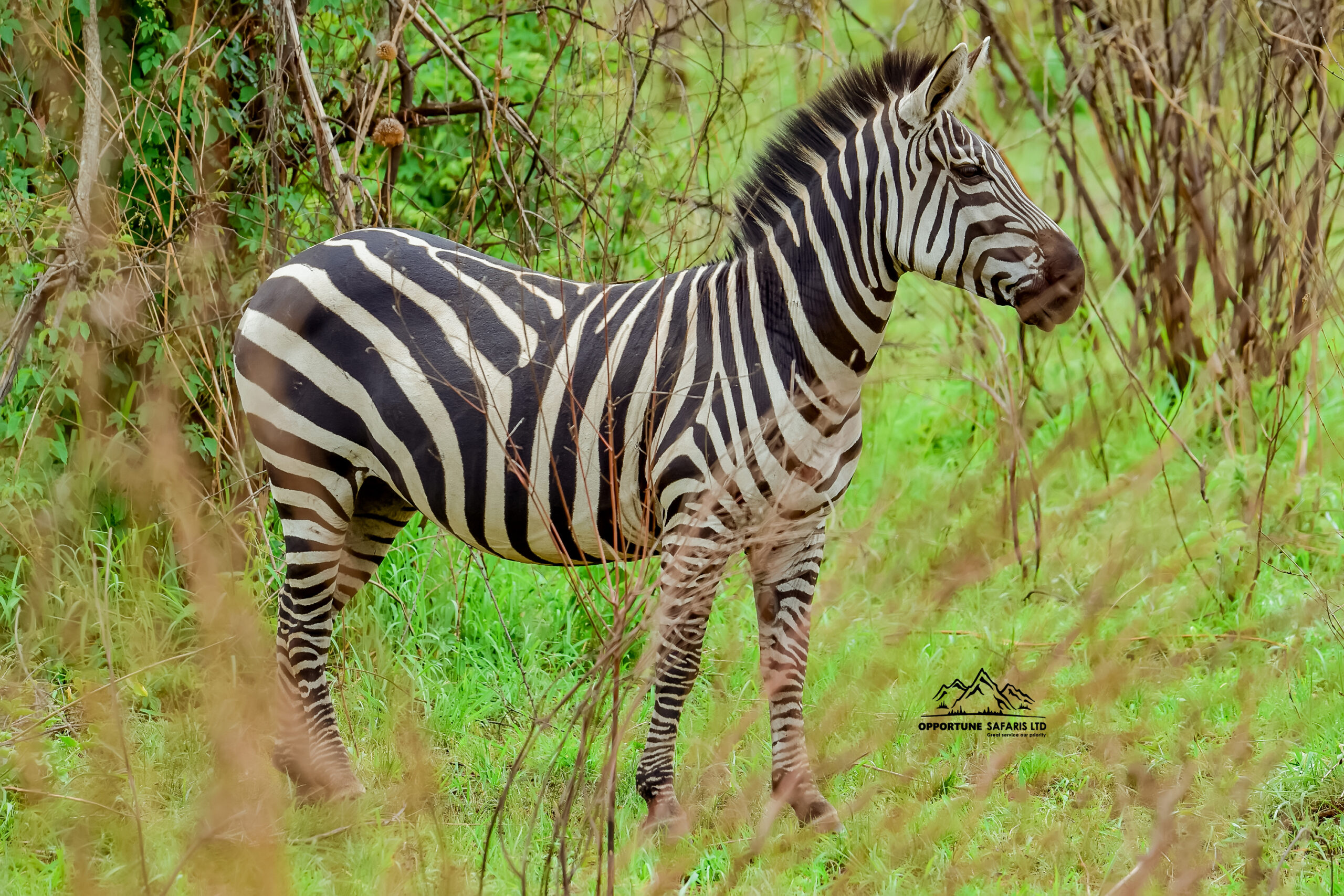 6 Days Rwanda Safaris Visiting Wildlife & Cultural Tours