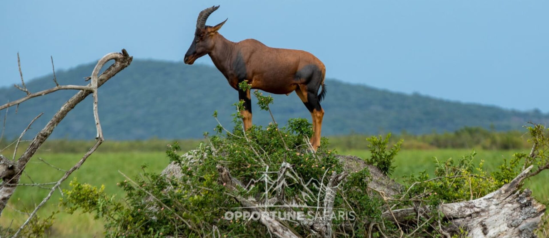 What Makes Us Different