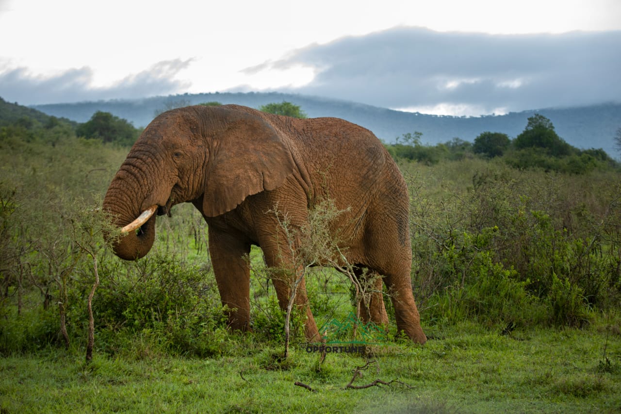 Akagera National Park
