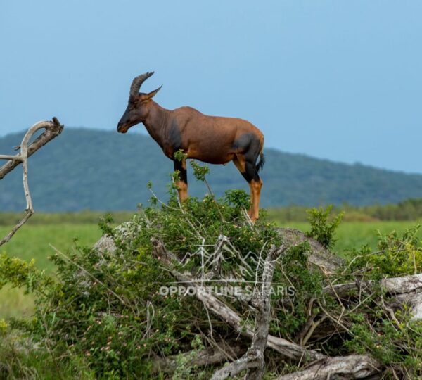 Akagera National Park