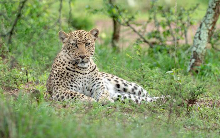 Wildlife safari Akagera National Park Rwanda