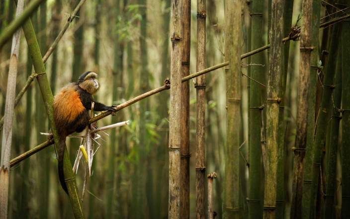 Golden monkey in Volcanoes National Park Rwanda