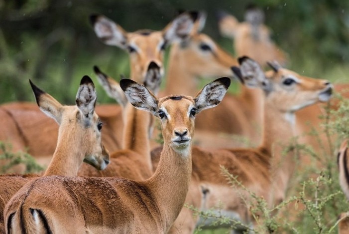 Ruzizi Tented Lodge Akagera National Park Rwanda