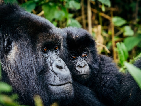 Mountain gorilla trekking in Volcanoes National Park Rwanda