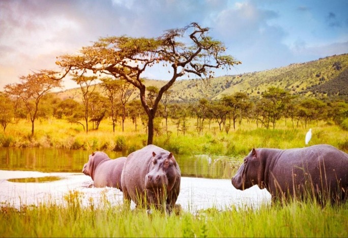 Savannah wildlife in Akagera National Park Rwanda