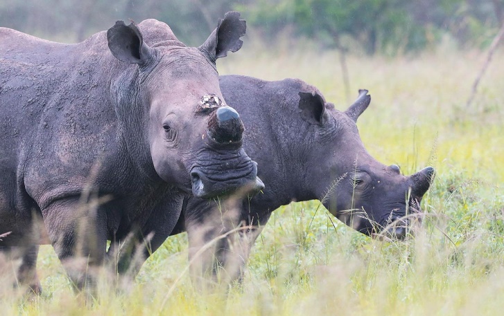Wildlife safari in Akagera National Park Rwanda