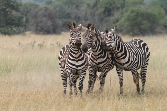 Savannah wildlife Akagera National Park Rwanda