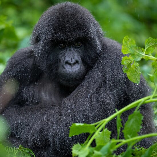 Mountain gorilla from Susa Group in Karisimbi thicket of Volcanoes National Park in Rwanda on December 1, 2019. Volcanoes National Park is the home of the largest population of Mountain Gorillas in the world. Emmanuel Kwizera